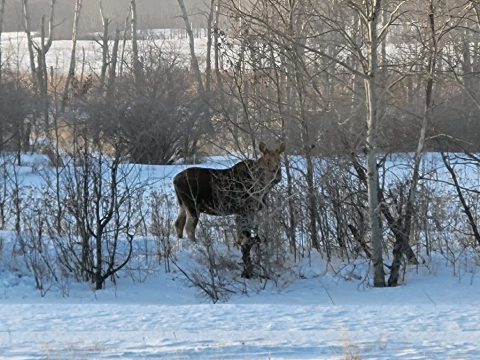 Norenda AG Winter